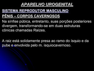 APARELHO UROGENITAL
SISTEMA REPRODUTOR MASCULINO
PÊNIS – CORPOS CAVERNOSOS
Na sínfise púbica, entretanto, suas porções posteriores
divergem, transformando-se em duas estruturas
cônicas chamadas Raízes.
A raiz está solidamente presa ao ramo do ísquio e da
pube e envolvida pelo m. isquiocavernoso.
 