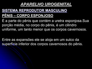 APARELHO UROGENITAL
SISTEMA REPRODUTOR MASCULINO
PÊNIS – CORPO ESPONJOSO
É a parte do pênis que contém a uretra esponjosa.Sua
porção média, no corpo do pênis, é um cilindro
uniforme, um tanto menor que os corpos cavernosos.
Entre as expansões ele se aloja em um sulco da
superfície inferior dos corpos cavernosos do pênis.
 