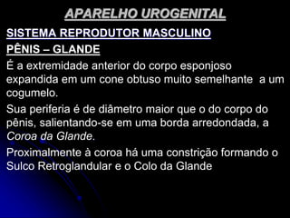APARELHO UROGENITAL
SISTEMA REPRODUTOR MASCULINO
PÊNIS – GLANDE
É a extremidade anterior do corpo esponjoso
expandida em um cone obtuso muito semelhante a um
cogumelo.
Sua periferia é de diâmetro maior que o do corpo do
pênis, salientando-se em uma borda arredondada, a
Coroa da Glande.
Proximalmente à coroa há uma constrição formando o
Sulco Retroglandular e o Colo da Glande
 
