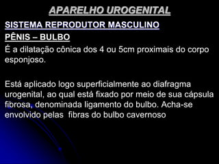 APARELHO UROGENITAL
SISTEMA REPRODUTOR MASCULINO
PÊNIS – BULBO
É a dilatação cônica dos 4 ou 5cm proximais do corpo
esponjoso.
Está aplicado logo superficialmente ao diafragma
urogenital, ao qual está fixado por meio de sua cápsula
fibrosa, denominada ligamento do bulbo. Acha-se
envolvido pelas fibras do bulbo cavernoso
 