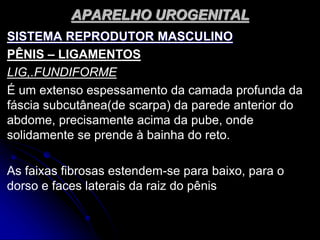 APARELHO UROGENITAL
SISTEMA REPRODUTOR MASCULINO
PÊNIS – LIGAMENTOS
LIG,.FUNDIFORME
É um extenso espessamento da camada profunda da
fáscia subcutânea(de scarpa) da parede anterior do
abdome, precisamente acima da pube, onde
solidamente se prende à bainha do reto.
As faixas fibrosas estendem-se para baixo, para o
dorso e faces laterais da raiz do pênis
 