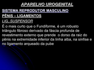 APARELHO UROGENITAL
SISTEMA REPRODUTOR MASCULINO
PÊNIS – LIGAMENTOS
LIG,.SUSPENSOR
É o mais curto que o Fundiforme, é um robusto
triângulo fibroso derivado da fáscia profunda de
revestimento externo que prende o dorso da raiz do
pênis na extremidade inferior da linha alba, na sínfise e
no ligamento arqueado da pube
 