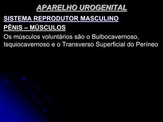 APARELHO UROGENITAL
SISTEMA REPRODUTOR MASCULINO
PÊNIS – MÚSCULOS
Os músculos voluntários são o Bulbocavernoso,
Isquiocavernoso e o Transverso Superficial do Períneo
 
