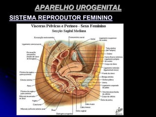 APARELHO UROGENITAL
SISTEMA REPRODUTOR FEMININO
 