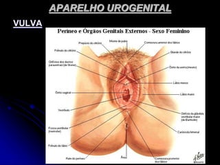 APARELHO UROGENITAL
VULVA
 