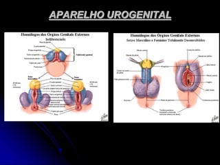 APARELHO UROGENITAL
 