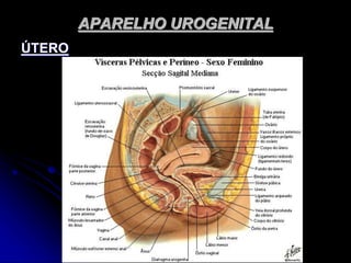 APARELHO UROGENITAL
ÚTERO
 