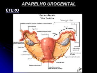 APARELHO UROGENITAL
ÚTERO
 