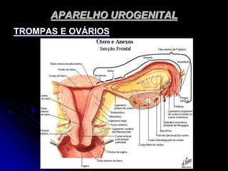 APARELHO UROGENITAL
TROMPAS E OVÁRIOS
 