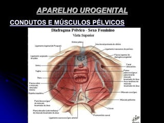 APARELHO UROGENITAL
CONDUTOS E MÚSCULOS PÉLVICOS
 