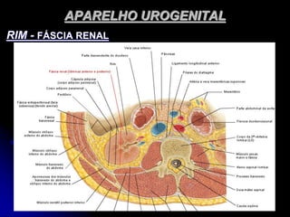 APARELHO UROGENITAL
RIM - FÁSCIA RENAL
 