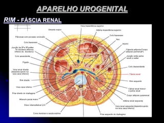APARELHO UROGENITAL
RIM - FÁSCIA RENAL
 