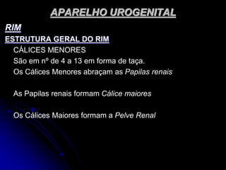 APARELHO UROGENITAL
RIM
ESTRUTURA GERAL DO RIM
CÁLICES MENORES
São em nº de 4 a 13 em forma de taça.
Os Cálices Menores abraçam as Papilas renais
As Papilas renais formam Cálice maiores
Os Cálices Maiores formam a Pelve Renal
 