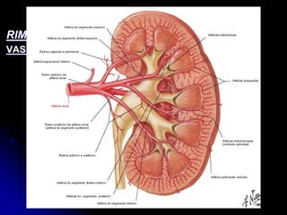 APARELHO UROGENITAL
RIM
VASCULARIZAÇÃO DO RIM
 