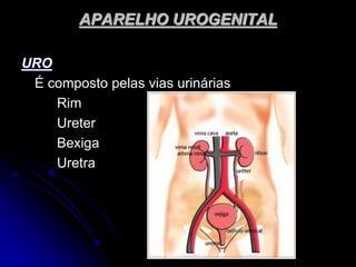 APARELHO UROGENITAL
URO
É composto pelas vias urinárias
Rim
Ureter
Bexiga
Uretra
 