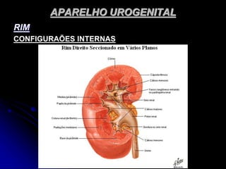 APARELHO UROGENITAL
RIM
CONFIGURAÕES INTERNAS
 