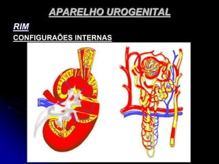 APARELHO UROGENITAL
RIM
CONFIGURAÕES INTERNAS
 