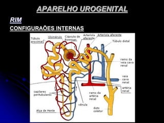 APARELHO UROGENITAL
RIM
CONFIGURAÕES INTERNAS
 