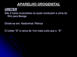 APARELHO UROGENITAL
URETER
São 2 tubos musculares os quais conduzem a urina do
Rim para Bexiga
Divide-se em: Abdominal; Pélvica
O Ureter “D” é cerca de 1cm mais curto que o “E”
 
