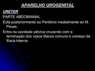 APARELHO UROGENITAL
URETER
PARTE ABDOMIANAL
Está posteriormente ao Peritônio medialmente ao M.
Psoas.
Entra na cavidade pélvica cruzando com a
terminação dos vasos Ilíacos comuns e começo da
Ilíaca interna.
 