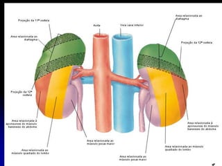 APARELHO UROGENITAL
URETER
PARTE ABDOMIANAL
Está posteriormente ao Peritônio medialmente ao M.
Psoas.
Entra na cavidade pélvica cruzando com a
terminação dos vasos Ilíacos comuns e começo da
Ilíaca interna.
 