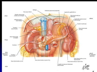 APARELHO UROGENITAL
URETER
PARTE ABDOMIANAL
Está posteriormente ao Peritônio medialmente ao M.
Psoas.
Entra na cavidade pélvica cruzando com a
terminação dos vasos Ilíacos comuns e começo da
Ilíaca interna.
 