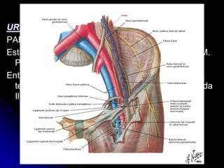 APARELHO UROGENITAL
URETER
PARTE ABDOMIANAL
Está posteriormente ao Peritônio medialmente ao M.
Psoas.
Entra na cavidade pélvica cruzando com a
terminação dos vasos Ilíacos comuns e começo da
Ilíaca interna.
 