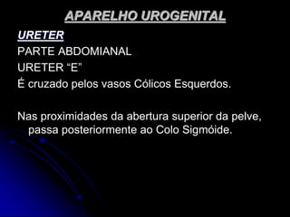 APARELHO UROGENITAL
URETER
PARTE ABDOMIANAL
URETER “E”
É cruzado pelos vasos Cólicos Esquerdos.
Nas proximidades da abertura superior da pelve,
passa posteriormente ao Colo Sigmóide.
 