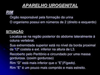 APARELHO UROGENITAL
RIM
Órgão responsável pela formação da urina
O organismo possui em números de 2 (direito e esquerdo)
SITUAÇÃO
Localiza-se na região posterior do abdome lateralmente á
coluna vertebral.
Sua extremidade superior está no nível da borda proximal
da 12º costela e ext. inferior na altura de L3.
Recoberto pelo Peritônio e circundado por uma massa
gordurosa. (coxim gorduroso)
Rim “D” está mais inferior que o “E”(Fígado).
Rim “E” é um pouco mais comprido e mais estreito.
 
