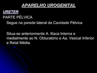 APARELHO UROGENITAL
URETER
PARTE PÉLVICA
Segue na parede lateral da Cavidade Pélvica
Situa-se anteriormente A. Ilíaca Interna e
medialmente ao N. Obturatório e Aa. Vesical Inferior
e Retal Média.
 