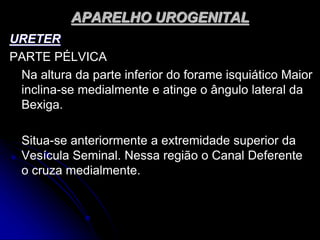 APARELHO UROGENITAL
URETER
PARTE PÉLVICA
Na altura da parte inferior do forame isquiático Maior
inclina-se medialmente e atinge o ângulo lateral da
Bexiga.
Situa-se anteriormente a extremidade superior da
Vesícula Seminal. Nessa região o Canal Deferente
o cruza medialmente.
 