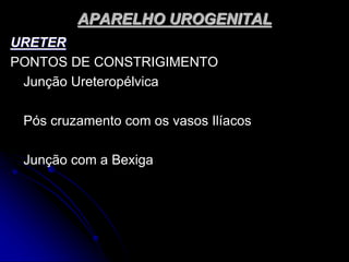 APARELHO UROGENITAL
URETER
PONTOS DE CONSTRIGIMENTO
Junção Ureteropélvica
Pós cruzamento com os vasos Ilíacos
Junção com a Bexiga
 