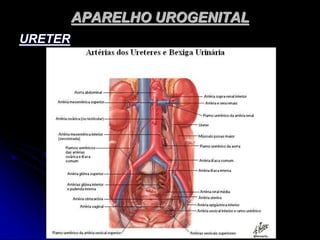 APARELHO UROGENITAL
URETER
 
