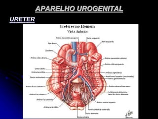APARELHO UROGENITAL
URETER
 