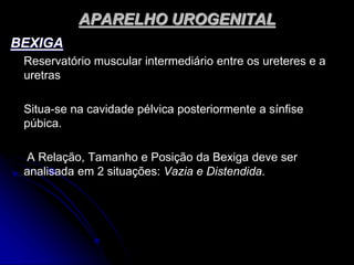 APARELHO UROGENITAL
BEXIGA
Reservatório muscular intermediário entre os ureteres e a
uretras
Situa-se na cavidade pélvica posteriormente a sínfise
púbica.
A Relação, Tamanho e Posição da Bexiga deve ser
analisada em 2 situações: Vazia e Distendida.
 