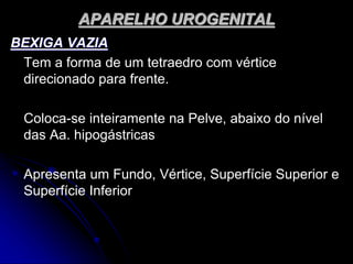 APARELHO UROGENITAL
BEXIGA VAZIA
Tem a forma de um tetraedro com vértice
direcionado para frente.
Coloca-se inteiramente na Pelve, abaixo do nível
das Aa. hipogástricas
Apresenta um Fundo, Vértice, Superfície Superior e
Superfície Inferior
 