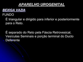 APARELHO UROGENITAL
BEXIGA VAZIA
FUNDO
É triangular e dirigido para inferior e posteriormente
para o Reto.
É separado do Reto pela Fáscia Retrovesical,
Vesículas Seminais e porção terminal do Ducto
Deferente
 