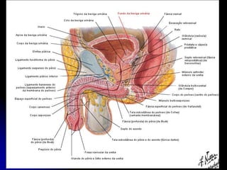 APARELHO UROGENITAL
BEXIGA VAZIA
FUNDO
É triangular e dirigido para inferior e posteriormente
para o Reto.
É separado do Reto pela Fáscia Retrovesical,
Vesículas Seminais e porção terminal do Ducto
Deferente
 