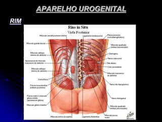 APARELHO UROGENITAL
RIM
 