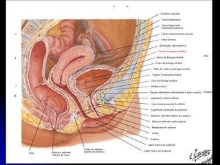 APARELHO UROGENITAL
BEXIGA VAZIA
FUNDO
É triangular e dirigido para inferior e posteriormente
para o Reto.
É separado do Reto pela Fáscia Retrovesical,
Vesículas Seminais e porção terminal do Ducto
Deferente
 
