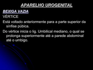 APARELHO UROGENITAL
BEXIGA VAZIA
VÉRTICE
Está voltado anteriormente para a parte superior da
sínfise púbica.
Do vértice inicia o lig. Umbilical mediano, o qual se
prolonga superiormente até a parede abdominal
até o umbigo.
 