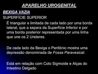 APARELHO UROGENITAL
BEXIGA VAZIA
SUPERFÍCIE SUPERIOR
É triangular e limitada de cada lado por uma borda
lateral, que a separa da Superfície Inferior e por
uma borda posterior representada por uma linha
que une os 2 Ureteres.
De cada lado da Bexiga o Peritônio mostra uma
depressão denominada de Fossa Paravesical.
Está em relação com Colo Sigmoide e Alças do
Intestino Delgado
 