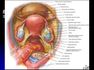 APARELHO UROGENITAL
BEXIGA VAZIA
SUPERFÍCIE SUPERIOR
É triangular e limitada de cada lado por uma borda
lateral, que a separa da Superfície Inferior e por
uma borda posterior representada por uma linha
que une os 2 Ureteres.
De cada lado da Bexiga o Peritônio mostra uma
depressão denominada de Fossa Paravesical.
Está em relação com Colo Sigmoide e Alças do
Intestino Delgado
 