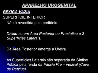 APARELHO UROGENITAL
BEXIGA VAZIA
SUPERFÍCIE INFERIOR
Não é revestida pelo peritônio.
Divide-se em Área Posterior ou Prostática e 2
Superfícies Laterais.
Da Área Posterior emerge a Uretra.
As Superfícies Laterais são separada da Sínfise
Púbica pela fenda da Fáscia Pré – vesical (Cavo
de Retzius)
 