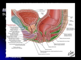 APARELHO UROGENITAL
BEXIGA VAZIA
SUPERFÍCIE INFERIOR
Não é revestida pelo peritônio.
Divide-se em Área Posterior ou Prostática e 2
Superfícies Laterais.
Da Área Posterior emerge a Uretra.
As Superfícies Laterais são separada da Sínfise
Púbica pela fenda da Fáscia Pré – vesical (Cavo
de Retzius)
 