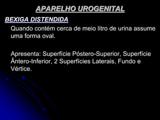 APARELHO UROGENITAL
BEXIGA DISTENDIDA
Quando contém cerca de meio litro de urina assume
uma forma oval.
Apresenta: Superfície Póstero-Superior, Superfície
Ântero-Inferior, 2 Superfícies Laterais, Fundo e
Vértice.
 