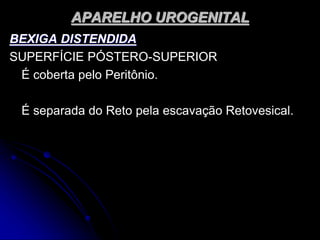 APARELHO UROGENITAL
BEXIGA DISTENDIDA
SUPERFÍCIE PÓSTERO-SUPERIOR
É coberta pelo Peritônio.
É separada do Reto pela escavação Retovesical.
 