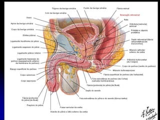 APARELHO UROGENITAL
BEXIGA DISTENDIDA
SUPERFÍCIE PÓSTERO-SUPERIOR
É coberta pelo Peritônio.
É separada do Reto pela escavação Retovesical.
 