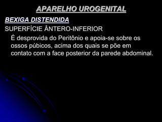 APARELHO UROGENITAL
BEXIGA DISTENDIDA
SUPERFÍCIE ÂNTERO-INFERIOR
É desprovida do Peritônio e apoia-se sobre os
ossos púbicos, acima dos quais se põe em
contato com a face posterior da parede abdominal.
 