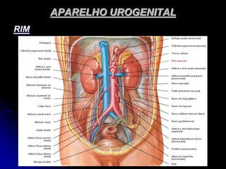 APARELHO UROGENITAL
RIM
 